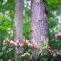 Red River Gorge, June 18, 2010